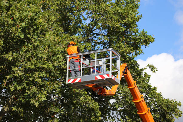 Reliable Hazel Dell, WA Tree Service Solutions